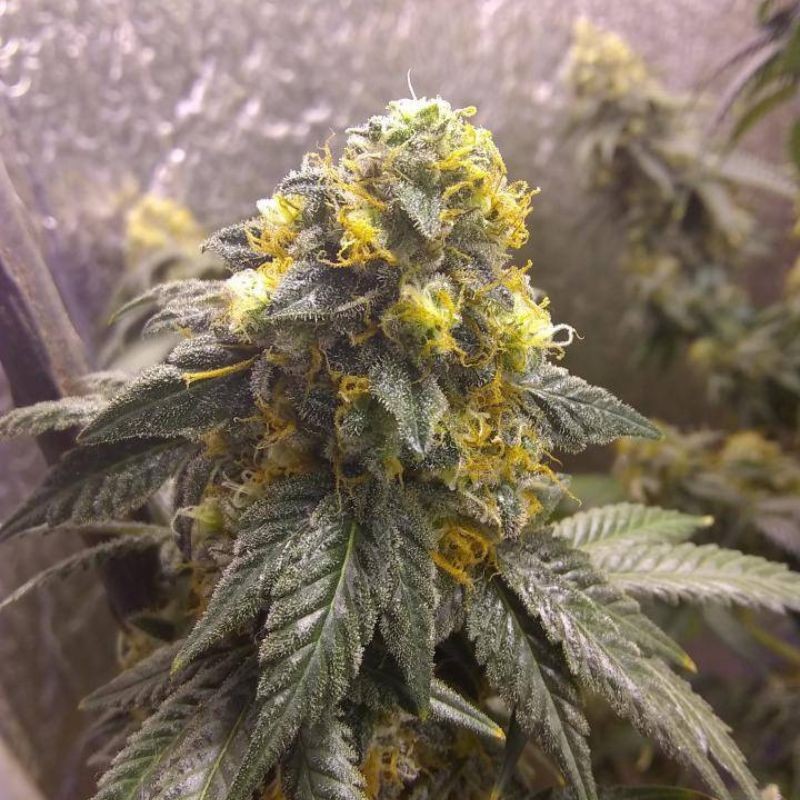 Nasiona marihuany Negra 44 - opis odmiany konopi