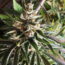 Nasiona marihuany Muse - opis odmiany konopi