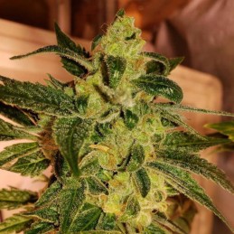 Nasiona marihuany Icer - opis odmiany konopi