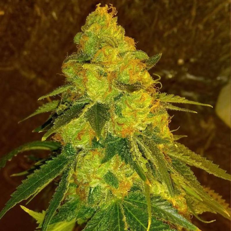 Medyczne nasiona marihuany Gala CBD - odmiana konopi