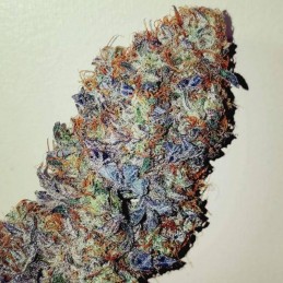 Nasiona marihuany Eli - odmiana konopi