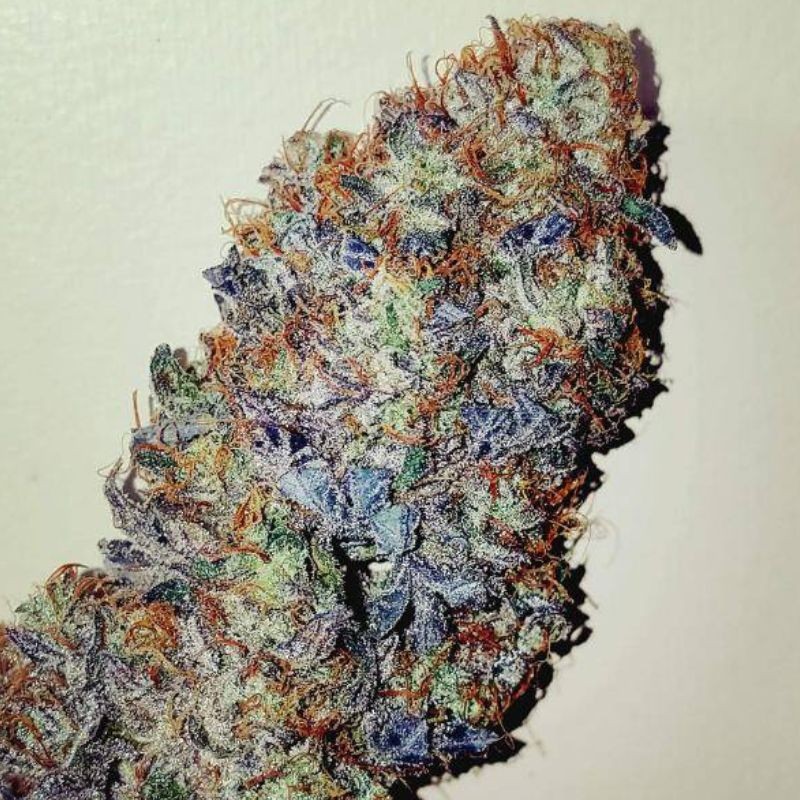 Nasiona marihuany Eli - odmiana konopi