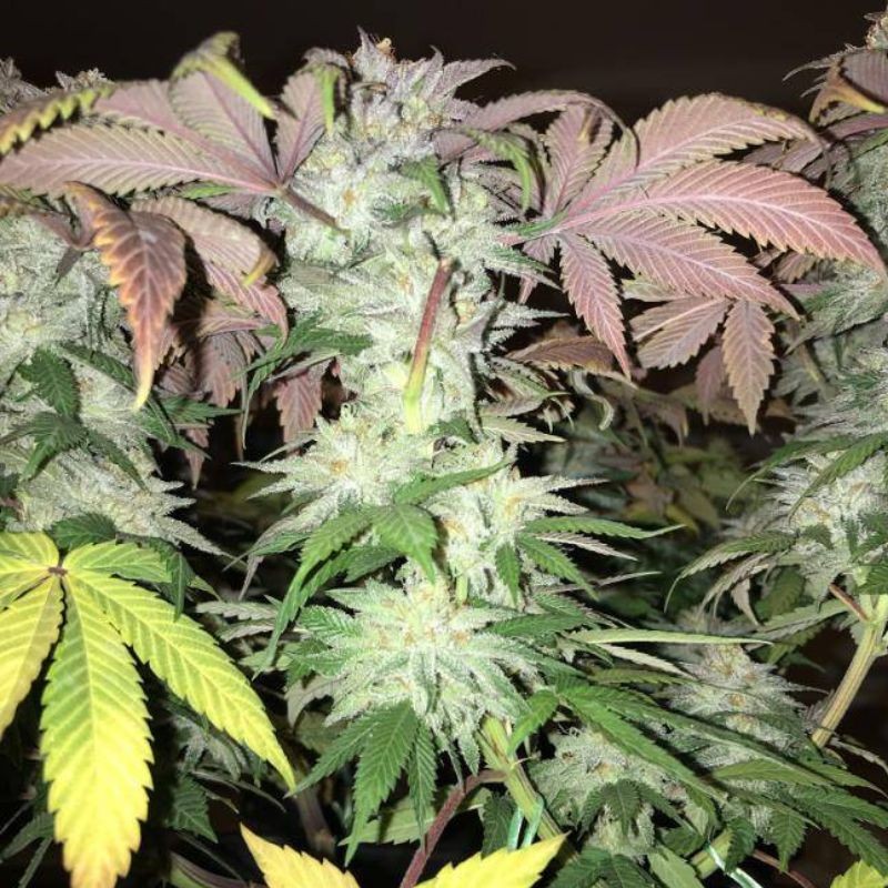 Nasiona marihuany El Xupet Negre - odmiana konopi