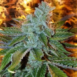 Nasiona marihuany Deadcheese - odmiana konopi