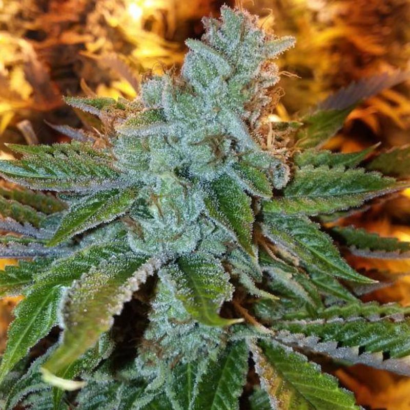 Nasiona marihuany Deadcheese - odmiana konopi