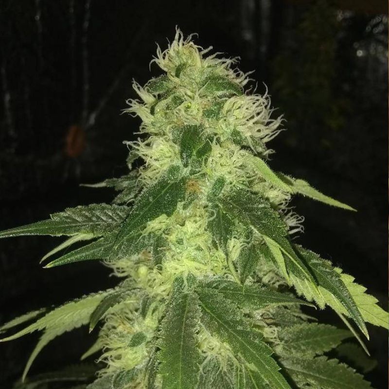 Nasiona marihuany Cumbia Una Vela - odmiana konopi