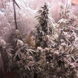 Nasiona marihuany automatyczne Critical Jack Condor Auto - odmiana konopi