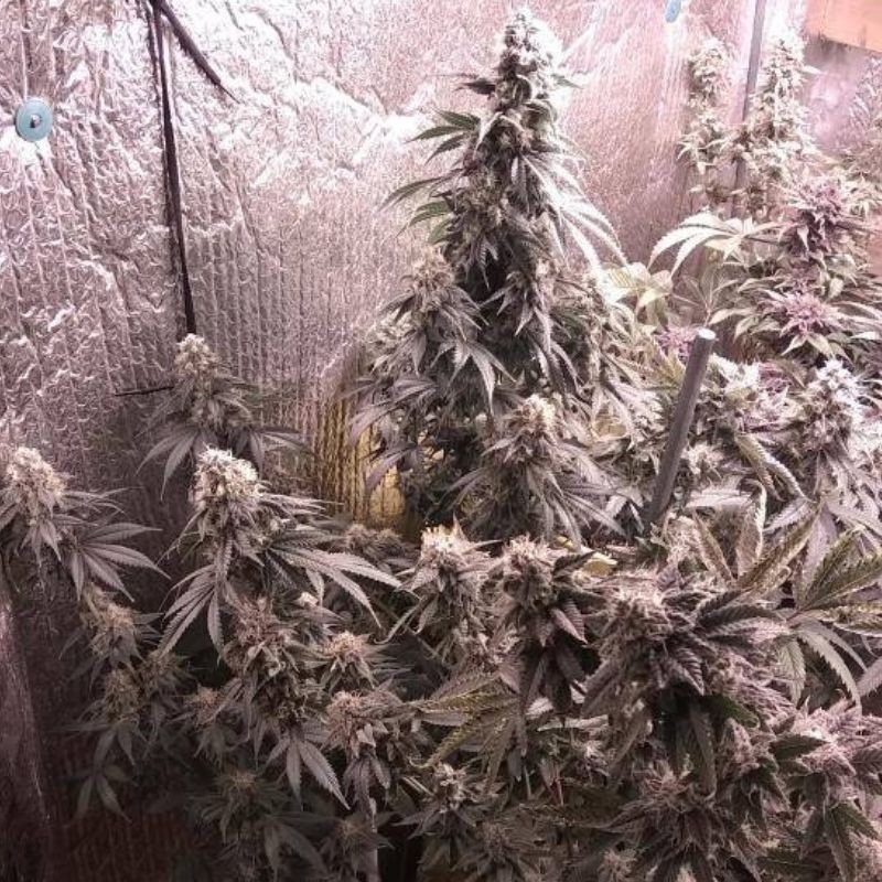 Nasiona marihuany automatyczne Critical Jack Condor Auto - odmiana konopi