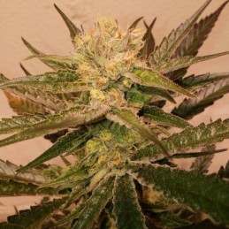 Nasiona marihuany Amnesia Amazon Haze Auto - odmiana konopi