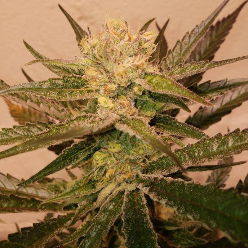 Nasiona marihuany Amnesia Amazon Haze Auto - odmiana konopi