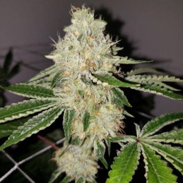 nasiona marihuany Wembley - opis odmiany konopi