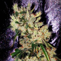 Nasiona marihuany Super OG Kush - opis odmiany konopi