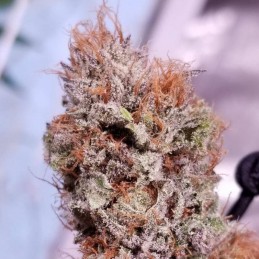 Nasiona marihuany Super Hash - opis odmiany konopi