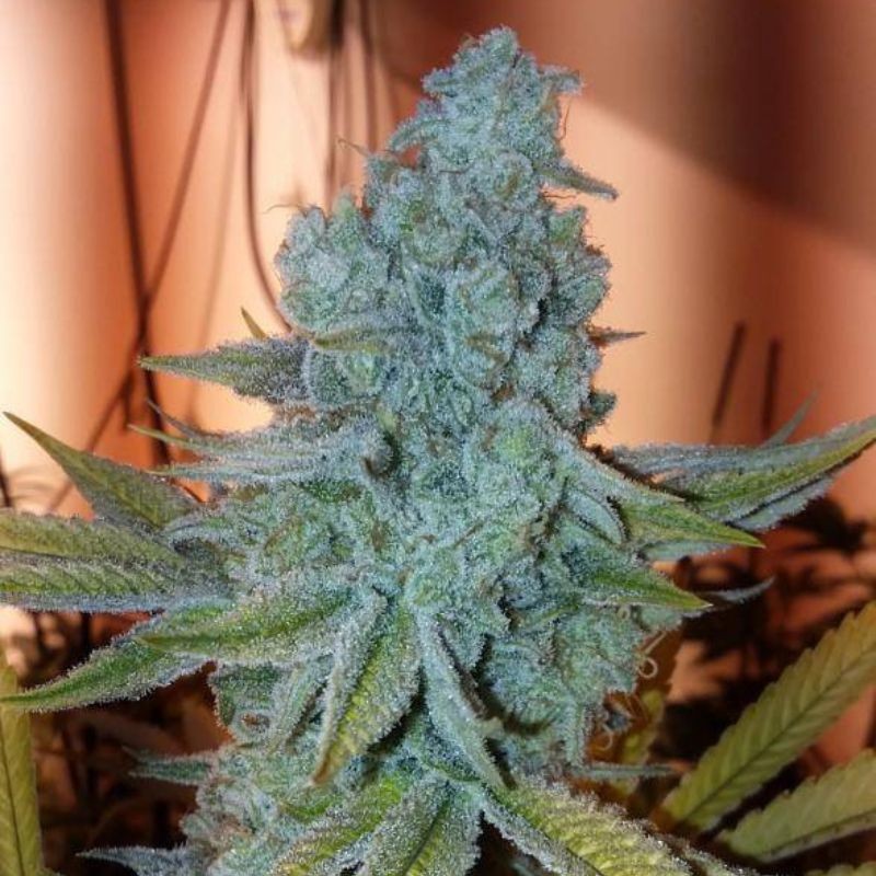 Medyczne nasiona marihuany Shark CBD - opis odmiany konopi