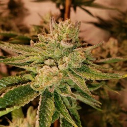 Nasiona marihuany Ramses - opis odmiany konopi