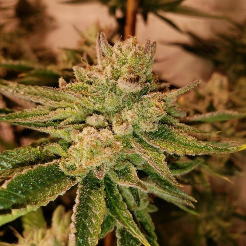 Nasiona marihuany Ramses - opis odmiany konopi