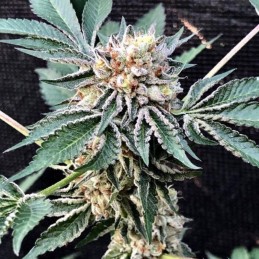 Nasiona marihuany Olympia - opis odmiany konopi