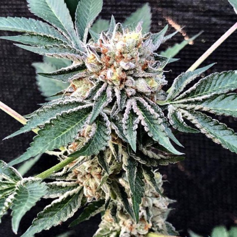 Nasiona marihuany Olympia - opis odmiany konopi