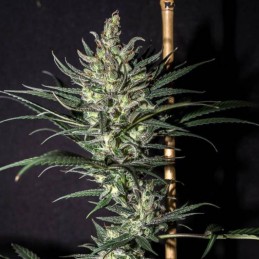 Nasiona medycznej marihuany Northern Lights CBD - opis odmiany konopi