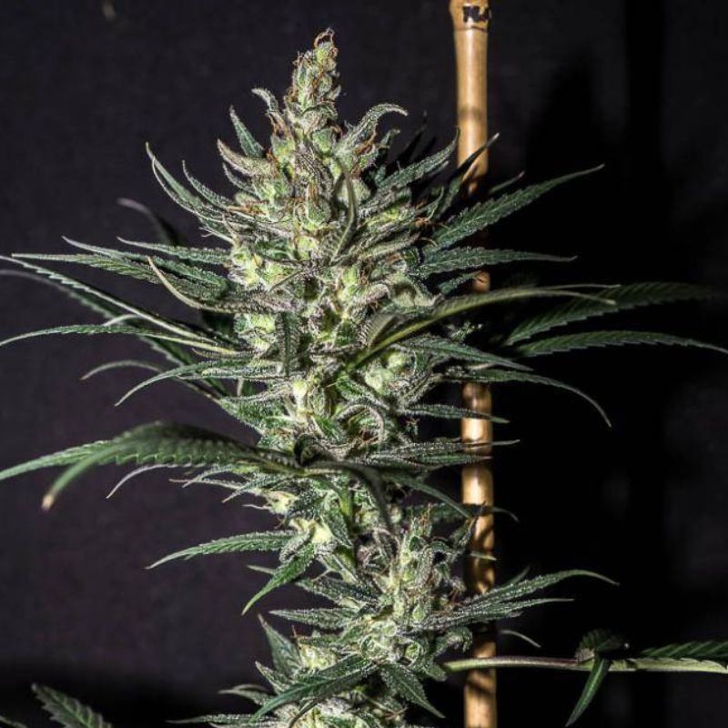 Nasiona medycznej marihuany Northern Lights CBD - opis odmiany konopi