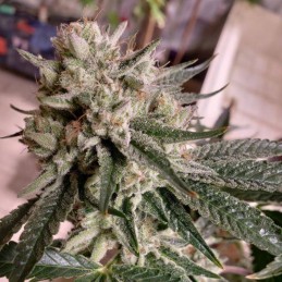 Nasiona marihuany New York City - opis odmiany konopi