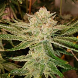 Nasiona marihuany Nefertiti - opis odmiany konopi