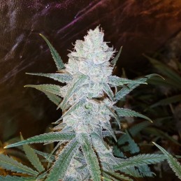 Nasiona marihuany Lennon - opis odmiany konopi