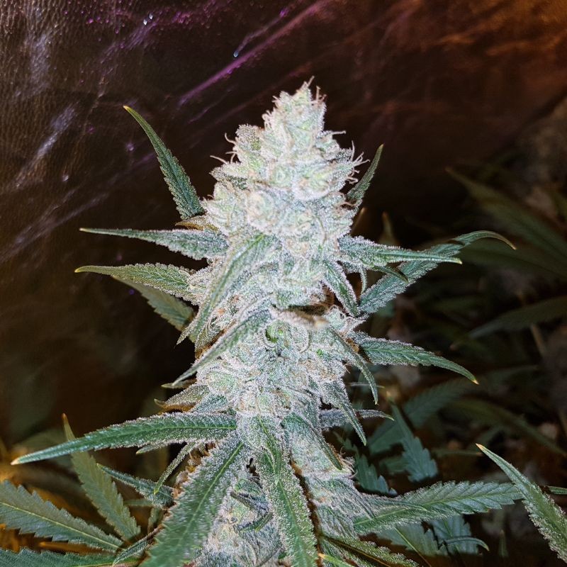 Nasiona marihuany Lennon - opis odmiany konopi