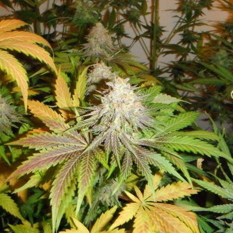Nasiona marihuany Kukulkán - opis odmiany konopi