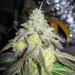 Nasiona marihuany Kryptonite - opis odmiany konopi