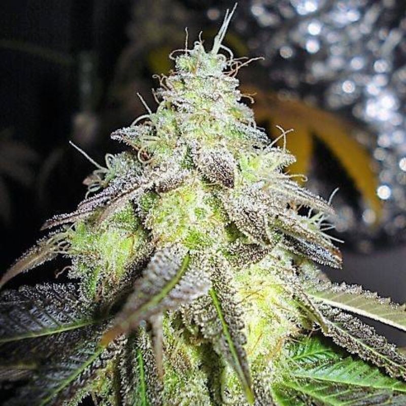 Nasiona marihuany Kryptonite - opis odmiany konopi