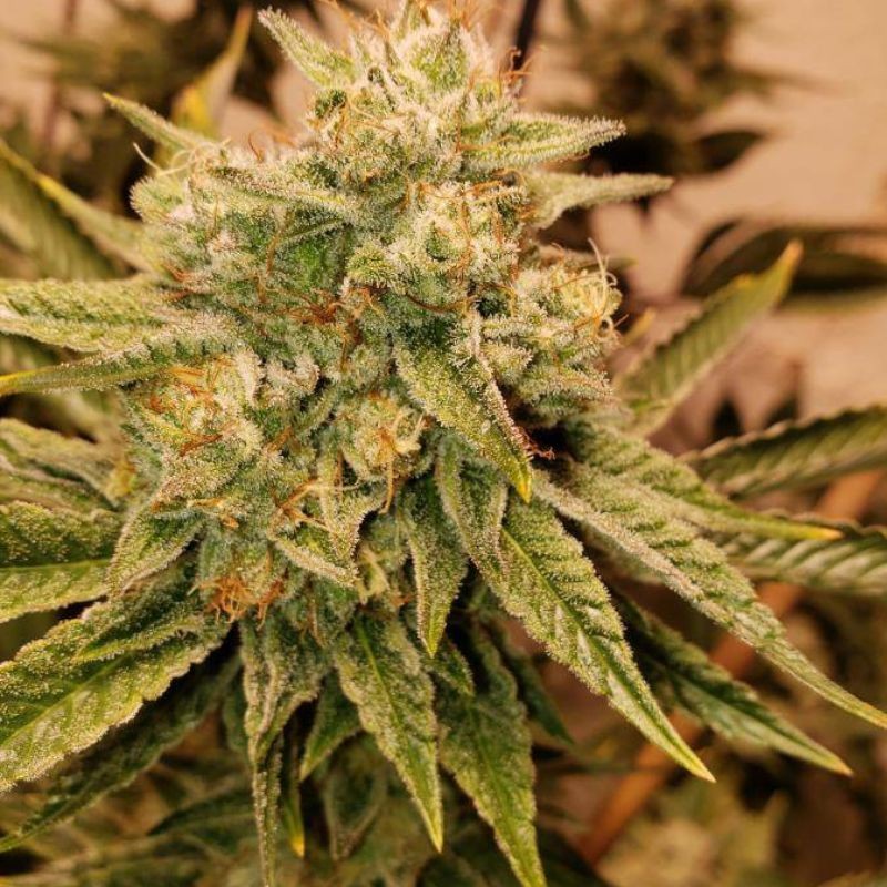 Medyczne nasiona marihuany Galaxy CBD - odmiana konopi