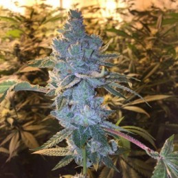 Nasiona marihuany Galaxy - odmiana konopi