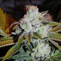 Nasiona marihuany Fresh Candy - odmiana konopi