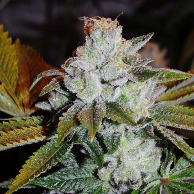 Nasiona marihuany Fresh Candy - odmiana konopi