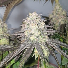 Nasiona marihuany Blue Pyramid - odmiana konopi