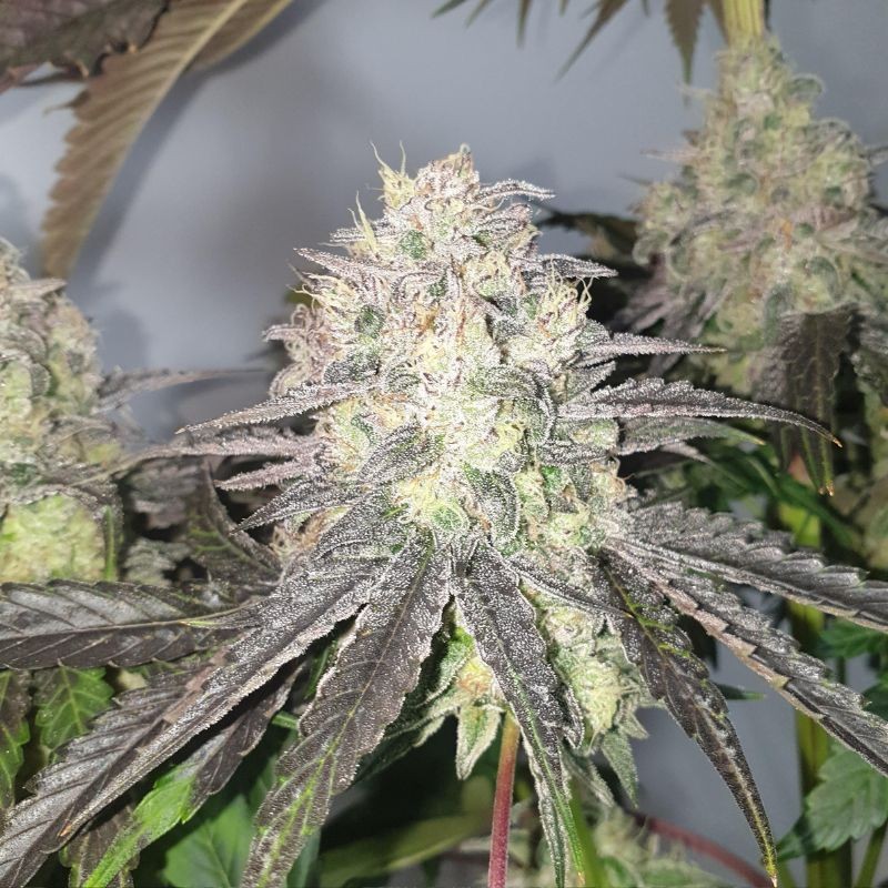 Nasiona marihuany Blue Pyramid - odmiana konopi