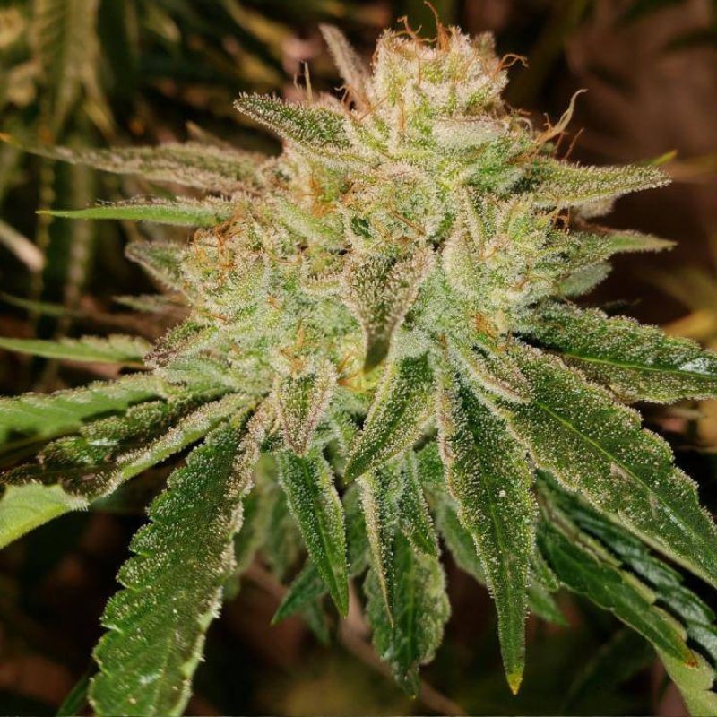 Nasiona marihuany automatyczne Auto White Widow CBD - odmiana konopi