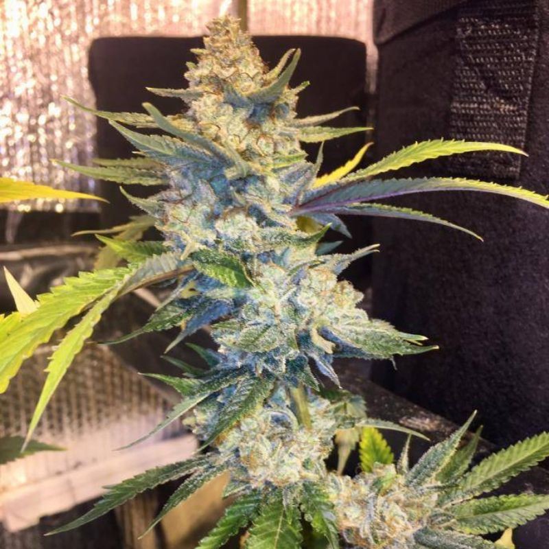 Nasiona marihuany automatyczne Auto Wembley - odmiana konopi
