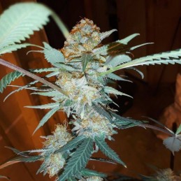 Nasiona marihuany automatyczne Auto Tutankhamon - odmiana konopi