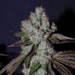 Nasiona marihuany automatyczne Auto Super OG Kush - odmiana konopi