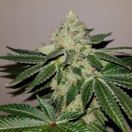 Nasiona marihuany automatyczne Auto Super Hash - odmiana konopi