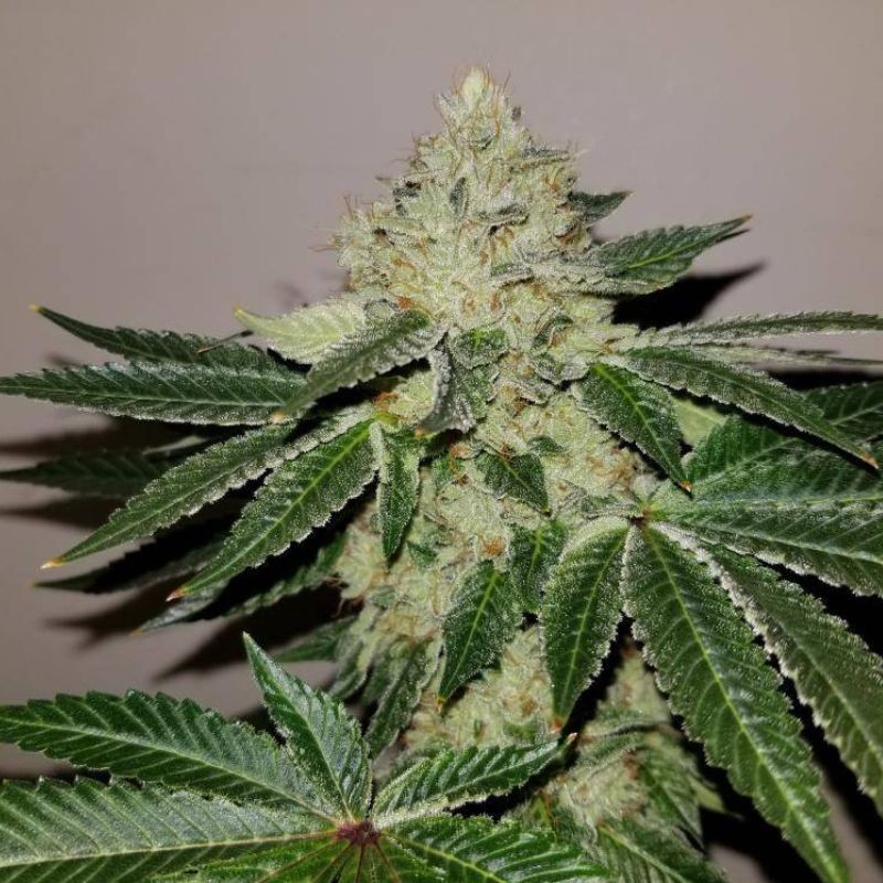 Nasiona marihuany automatyczne Auto Super Hash - odmiana konopi