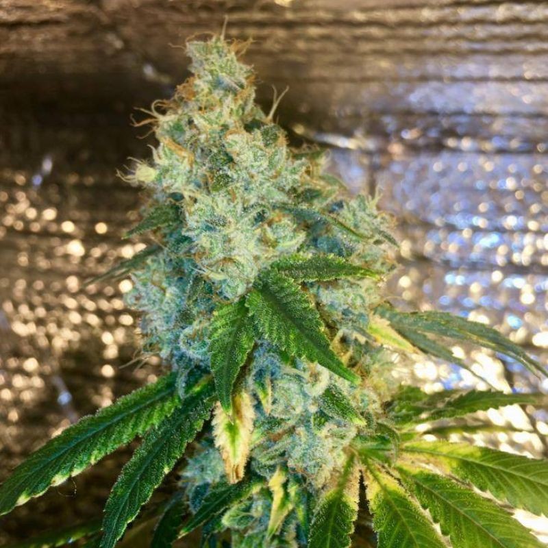 Nasiona marihuany automatyczne Auto Shark - odmiana konopi