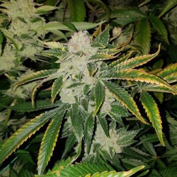 Nasiona marihuany automatyczne Auto Ramses - odmiana konopi
