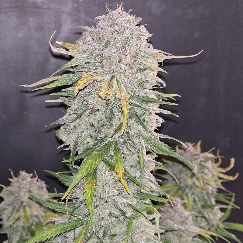 Nasiona marihuany automatyczne Auto Purple - odmiana konopi