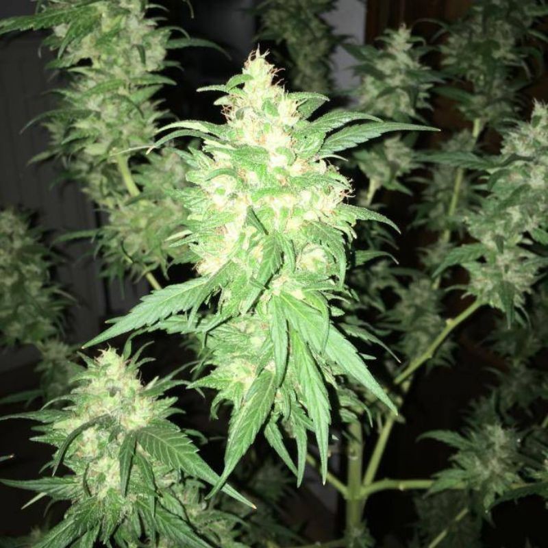 Nasiona marihuany automatyczne Auto Kryptonite - odmiana konopi