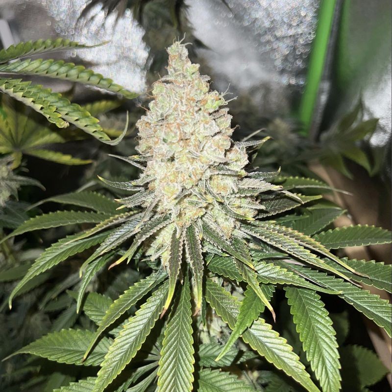 Nasiona marihuany automatyczne Auto Olympia - odmiana konopi