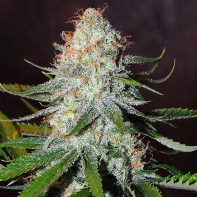 Nasiona marihuany automatyczne Auto Northern Lights CBD - odmiana konopi