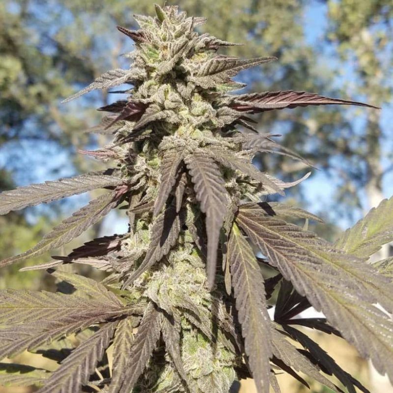 Nasiona marihuany automatyczne Auto New York City CBD - odmiana konopi